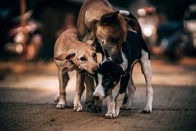 three guard dogs are playing