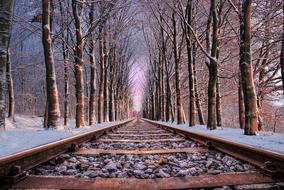 rail road tree