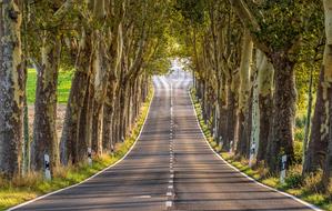 Trees near Avenue Road