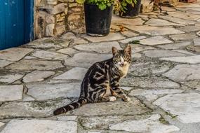 Cat Animal Outdoors in the countryside