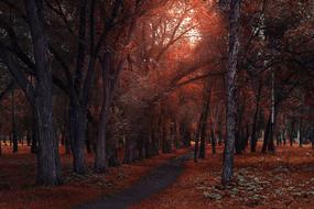 Trees at Autumn