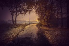 wet path through trees at dusk in autumn