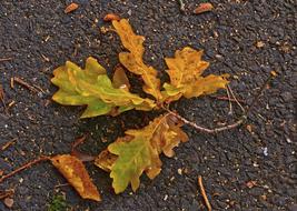 autumn oak leaves on the asphalt