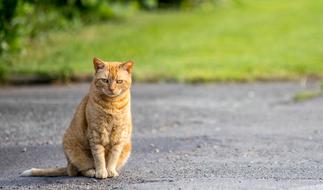 ginger cat on the road in a blurred background