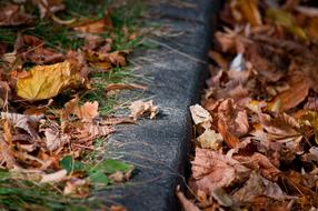 photo of autumn leaves and border