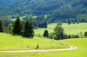 Meadow and Forest