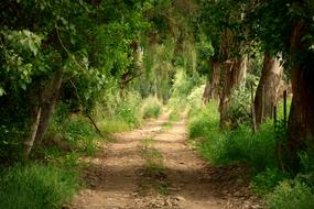 Trail Path in green forest