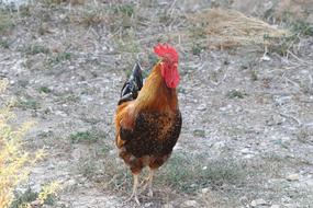 Colorful, cute and beautiful cock, on the colorful grass, in the village