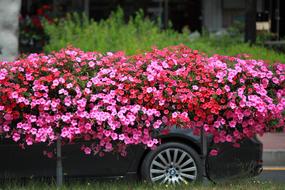 pink street flowers on a background of a car in the Republic of Korea