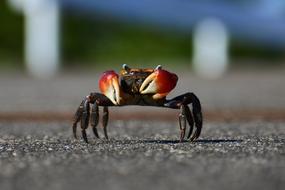 Dry Riverbed crab