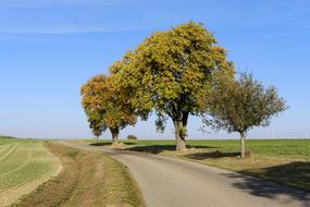 Trees and Road in the countryside