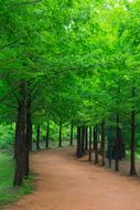bright green forest road