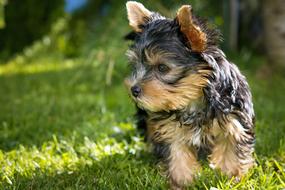 cute Puppy Yorkshire Terrier