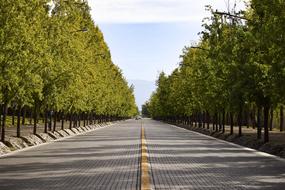 road along the avenue with trees