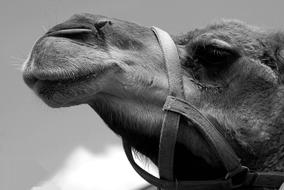 Camel Face monochrome