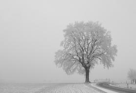 lonely snowy turf on the side of a rural road