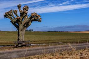 Tree Kahl road