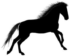 animal equine horse ride drawing