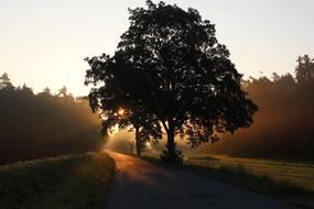 Beautiful foggy landscape with the plants and colorful light