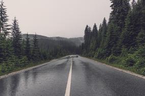 Road Wet Trees drops