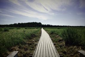 Path boardwalk among the plants under blue sky with white clouds