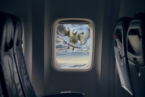 Aircraft and bird