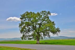 green Tree Mountain