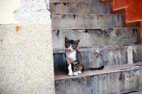 cute Kitten on Stairs
