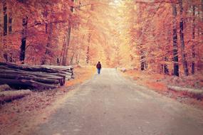 Road Tree red