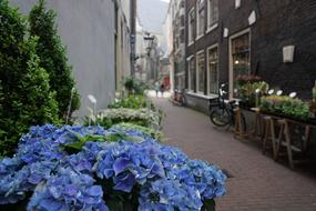 Road blue Amsterdam Flowers