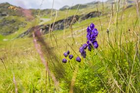 blue aconite in the alpine mountains
