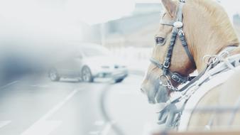 Car and Horse