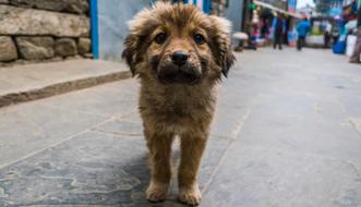 puppy on a city street