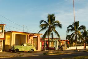 Cuba Car and Palm