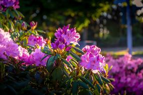 Flowers Sunset