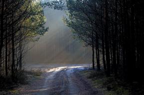 Forest Light Mood road
