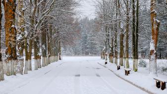 Winter Snow forest road