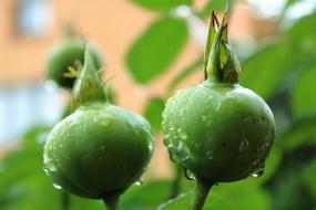 green tomatos water garden