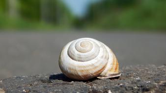 perfect Nature Snail Shells
