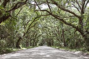 Green Trees forest road