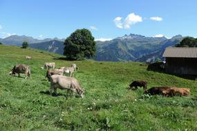 wonderful Switzerland Alps