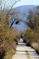 Road through forest to mountain