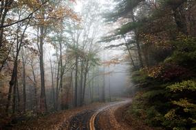 unusually beautiful Road Forest