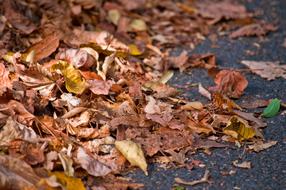Close-up of the colorful and beautiful leaves on the road, in autumn