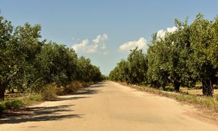 unusually beautiful Trees Olive