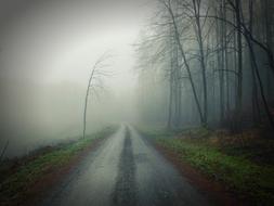 Dirt Road Fog tree