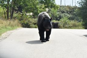 Bear Beautiful street