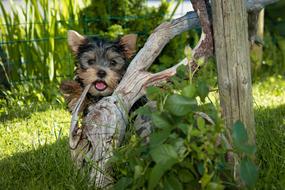 unusually beautiful Puppy Yorkshire Terrier
