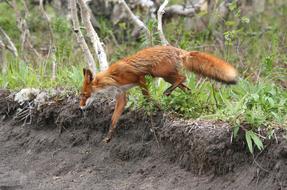 fox on the wild road