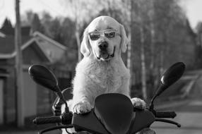 Dog Puppy Friend monochrome